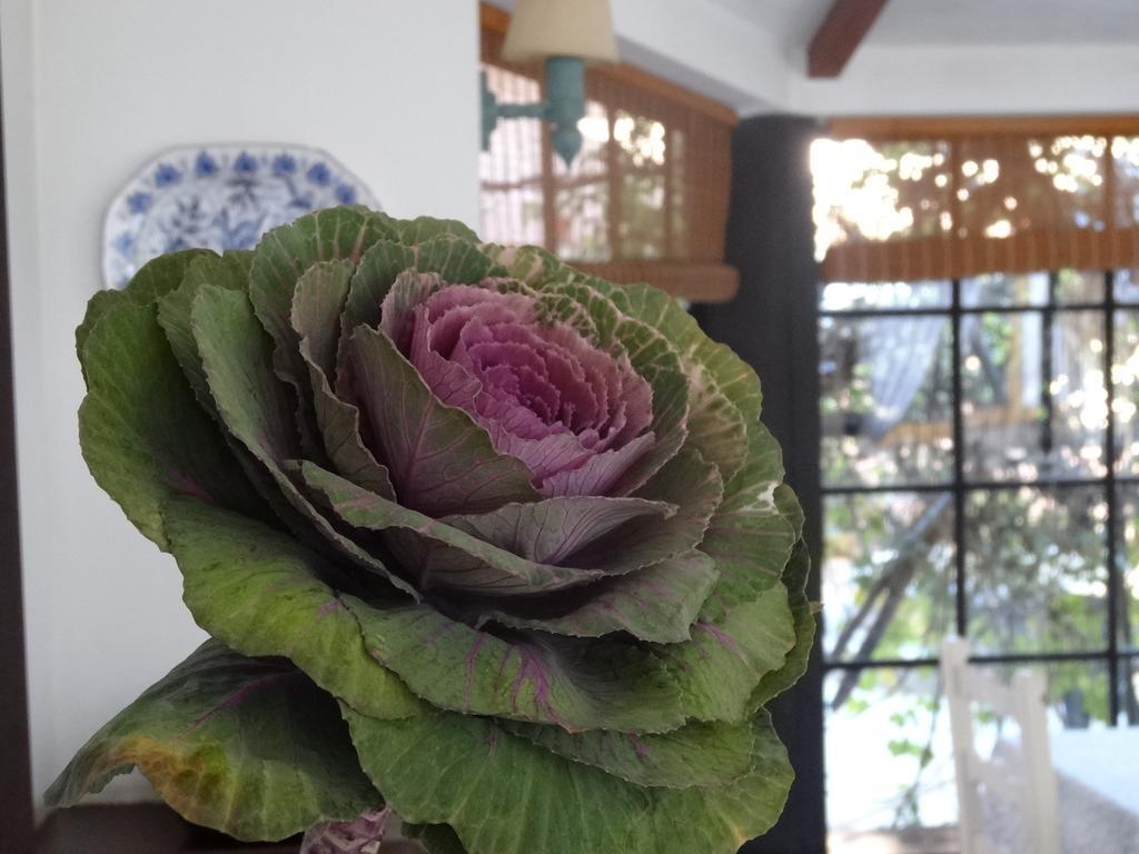 Posada De La Flor Colonia del Sacramento Rum bild